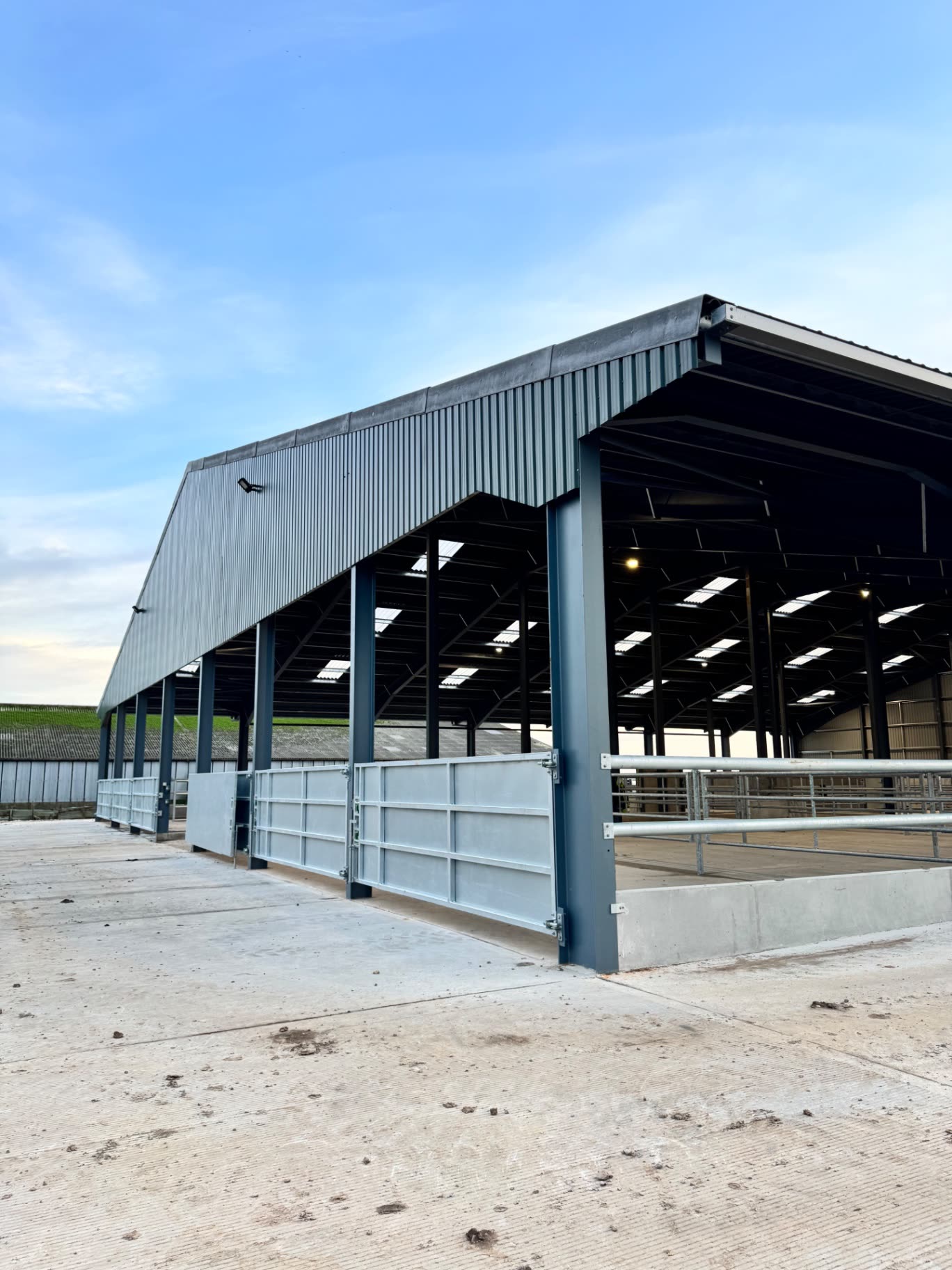Angled exterior view of the steel-framed cattle handling building with open bays, gates and concrete yard
