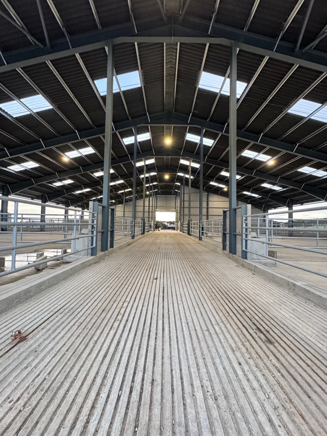 Exterior view of the completed cattle handling building's steel frame and cladding